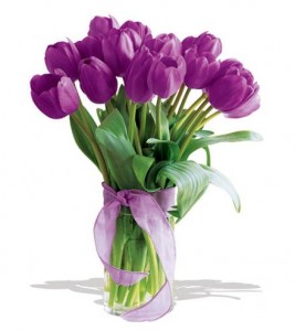Bunga Tulip 01 Bunga Tulip 01