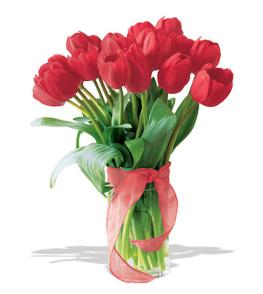 Bunga Tulip 03 Bunga Tulip 03