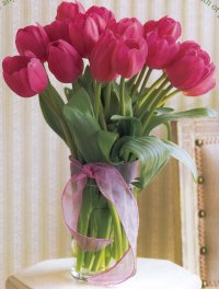 Bunga Tulip 05 Bunga Tulip 05