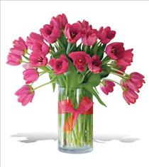 Bunga Tulip 06 Bunga Tulip 06