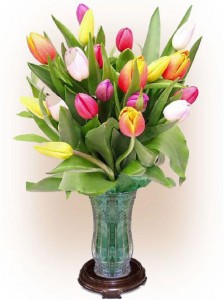 Bunga Tulip 08 Bunga Tulip 08